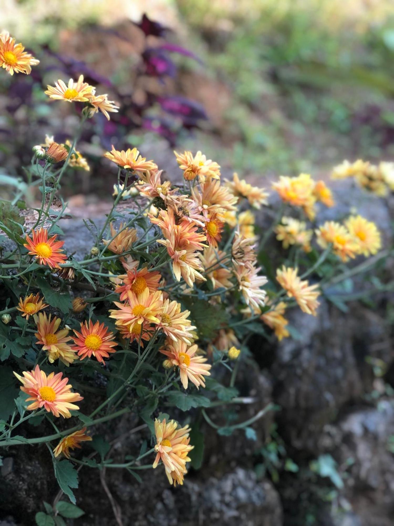 Into The Wild Pokhara Lodge *