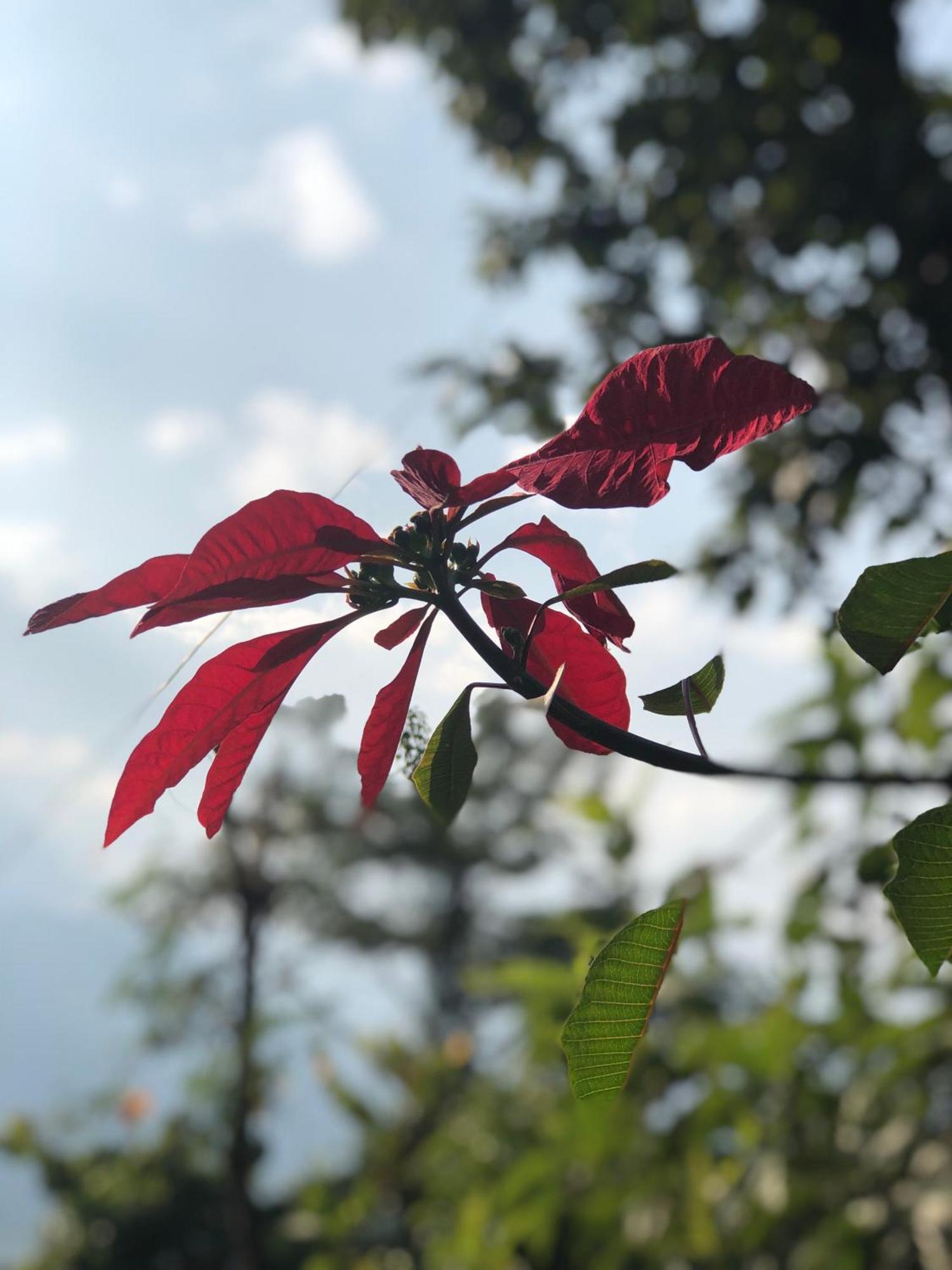 Into The Wild Pokhara * Kaski